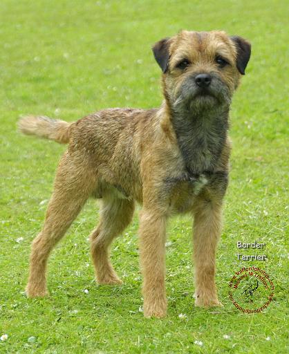 Border Terrier 8T086D-11.JPG